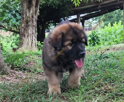 Lion Shepperd Puppies